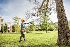 Bernalillo, NM Tree Services Company